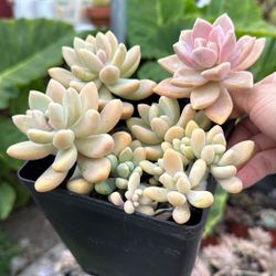 Succulents Plants 6” Pot 