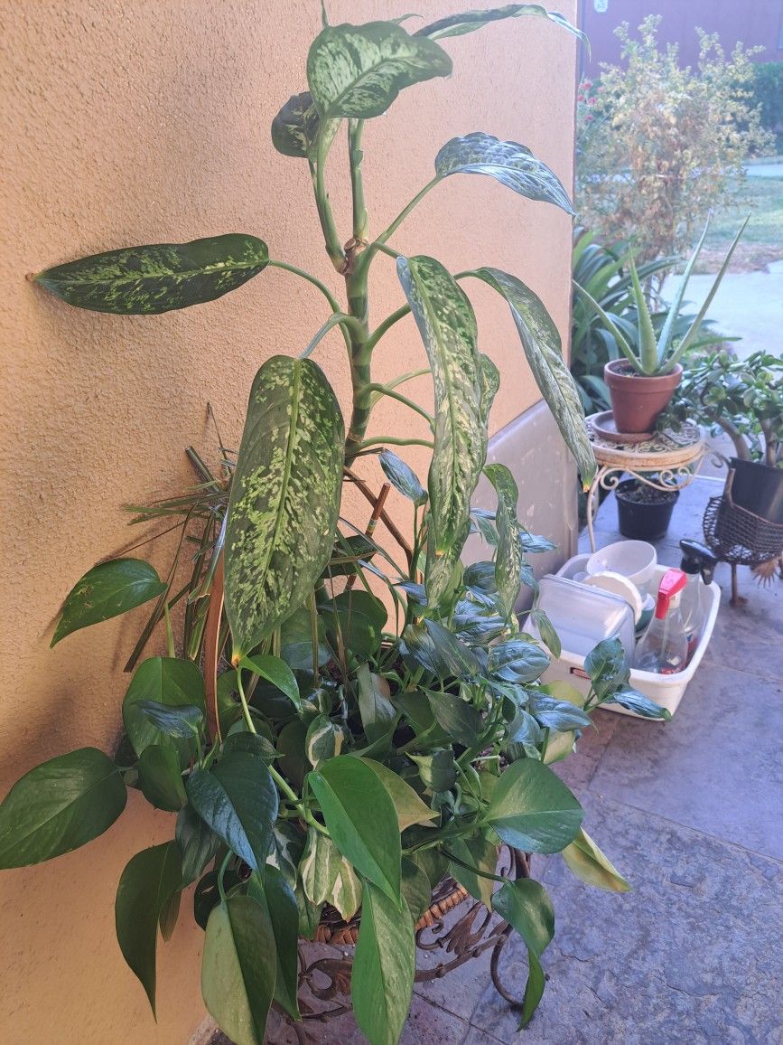 Plant
