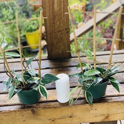 Price is each—Live indoor Hoya Macrophylla plant in a plastic planter pot—firm price