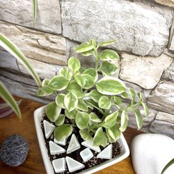 Succulent In White Pot 3"x3"x2.75"H.