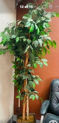 Large Artificial Ficus Tree