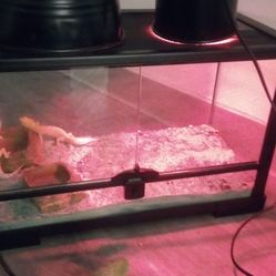 Reptile Gecko  Tank 10 Gallon 