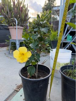 yellow hibiscus