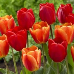 Worlds Fire Oxfords Elite Tulip Bulb Plant 🌷 Flower