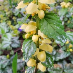Yellow archangel

Ground Cover With Bright Yellow Flowers 