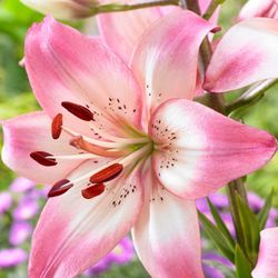 Asiatic And Oriental Lily Perennial Plants 