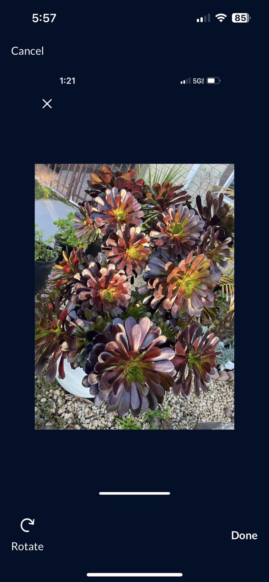 Succulent For Sale/ Suculenta En Venta