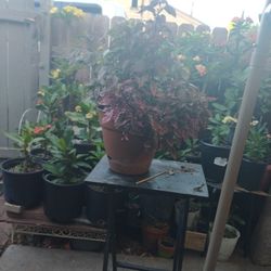 3 Color Plant