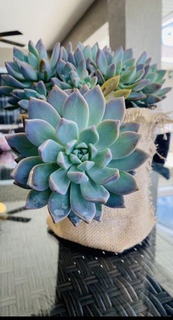 Echiveria  Plants