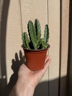 Stapelia gigantea/zulu gigant