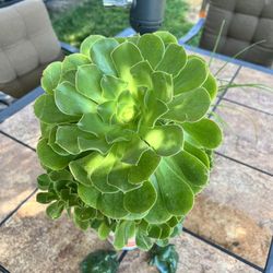 Aeonium