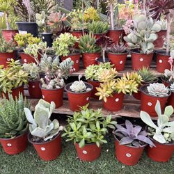 Variety Of Succulents Plants 