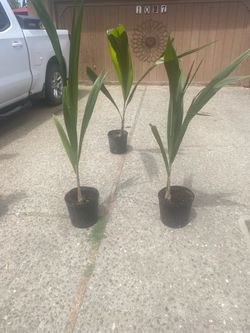 Palm trees