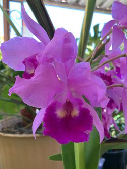 Catleya orquids bloming