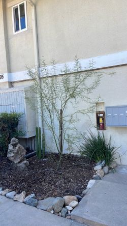 Free tree