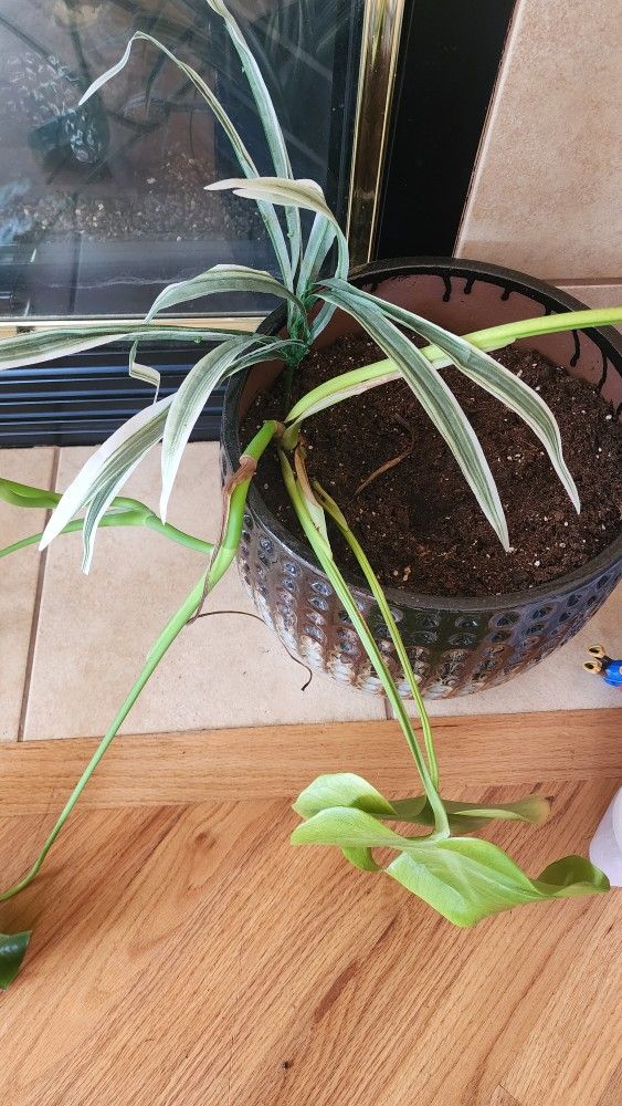 Monstera Plant