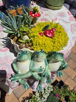 Mr Froggy, succulent garden