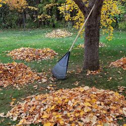 Leaves Clean Up Yard Clean Up