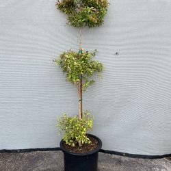 Eugenia Myrtifolia  Topiary 15 Gal. 