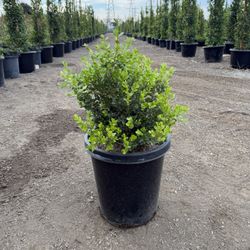 Japanese Boxwood - 15 Gal Pot