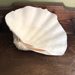 Giant Clam $60 in Pick Up In Escondido