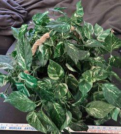 Fake Plants.  Nice Vases. See Different Prices . Good Condition . from $20 up👍