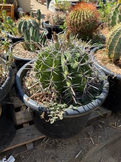 Cactus