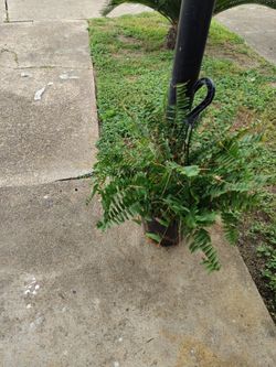 Plant