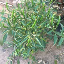 Thai Chili