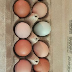 Free Range Organic Eggs