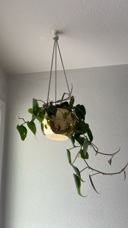 Disco Ball Pathos Plant