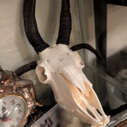 Jacobs Ram Sheep Skull