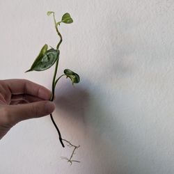 Philodendron Brandtianum Cutting 