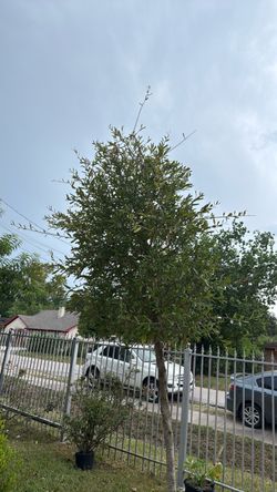 Oak Tree