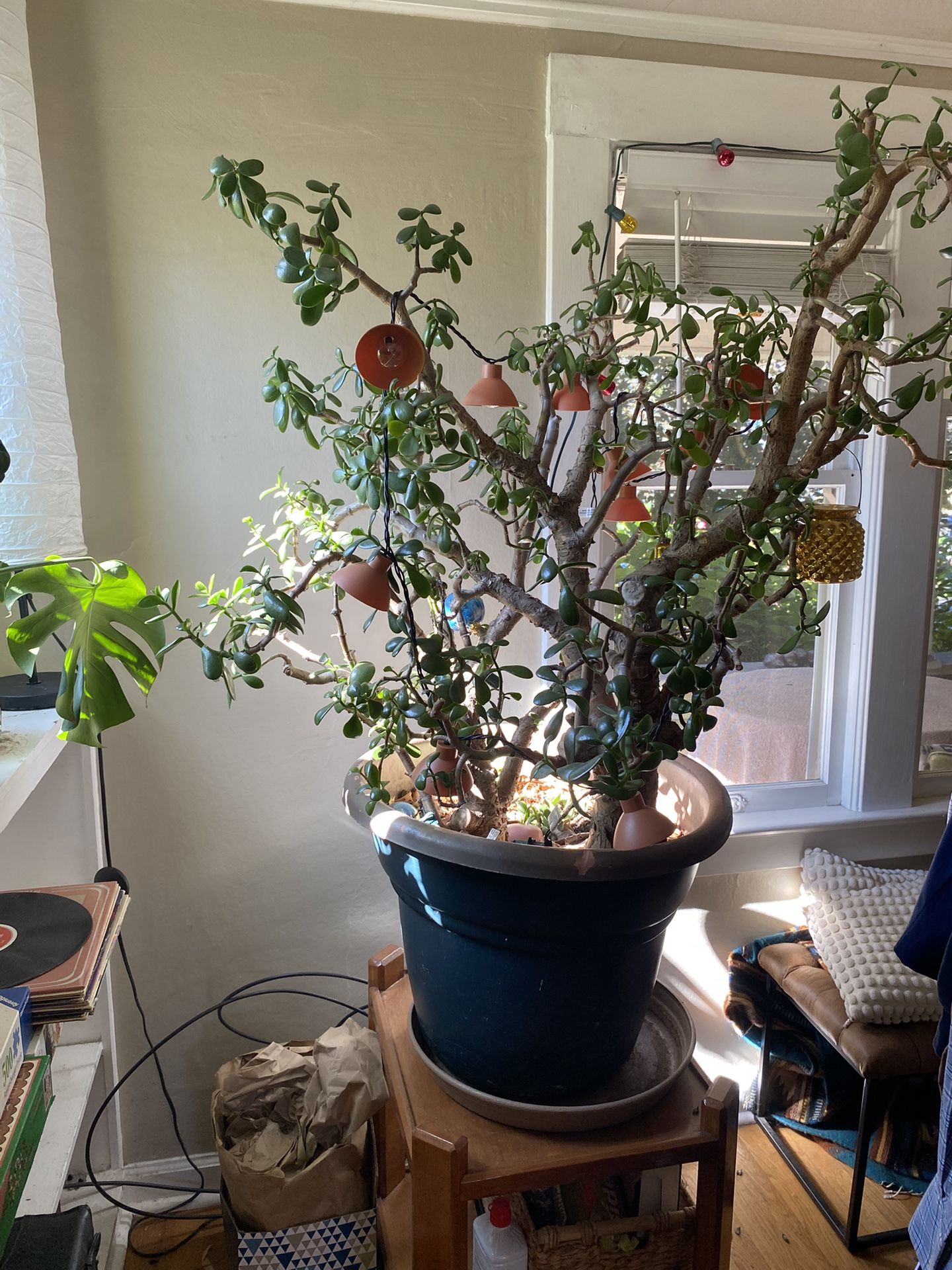 90 Year Old Jade Plant And Cuttings