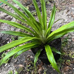 Pineapple Plant!! 