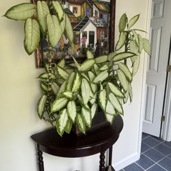 Large House plant