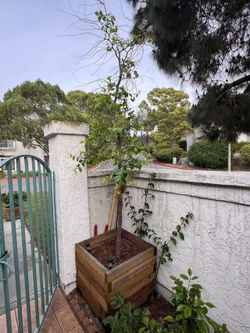 🌳 Fruit Trees for Sale – Pickup Only (Pots Not Included)