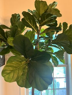 Plant Faux Fiddle Leaf Fig