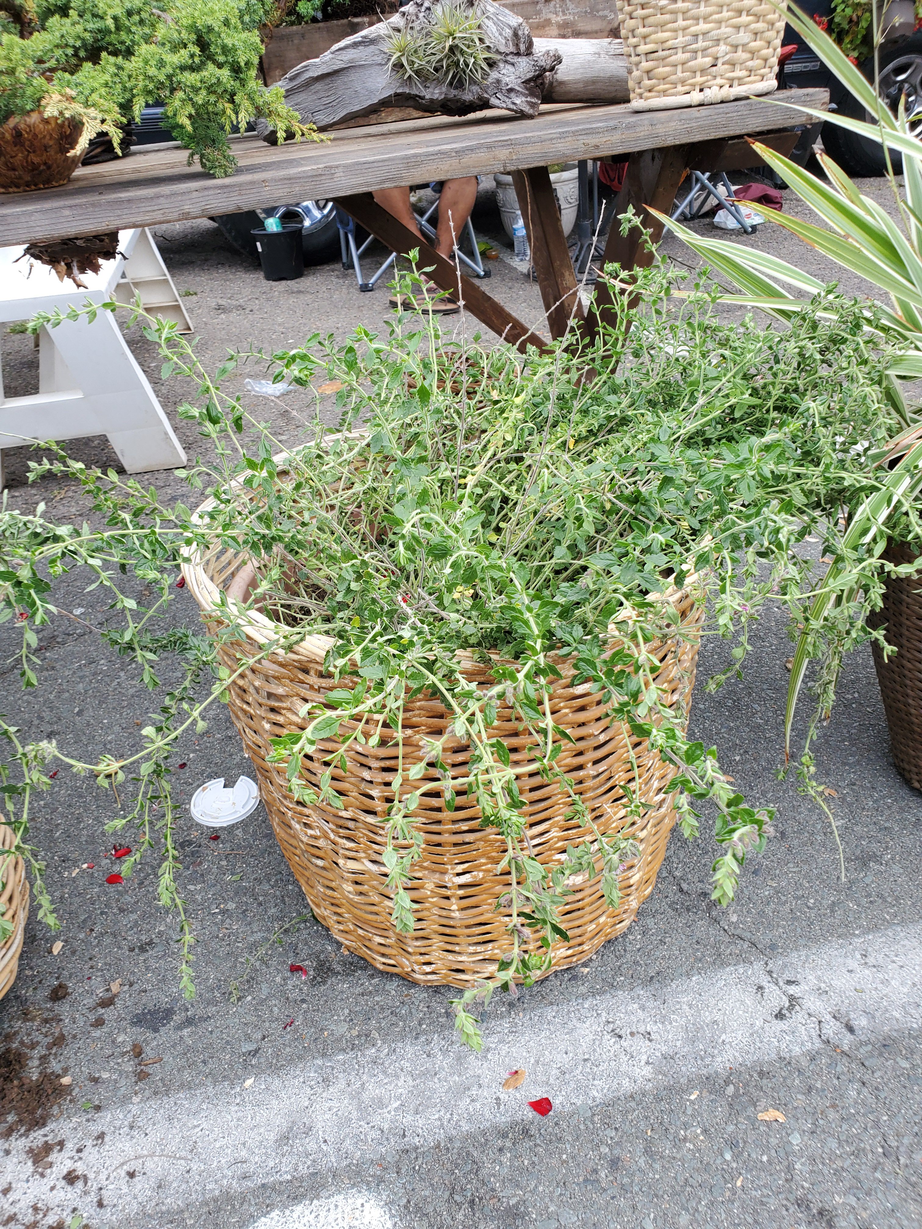 Flowering Baskets! Plants! Plants!