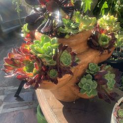 Succulent In Clay Pot. 