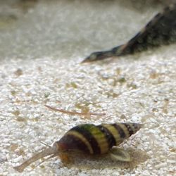 Free Assassin Snail Shell Decor For Aquarium 