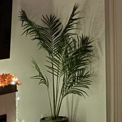 Large Plant With Vase
