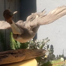 Taxidermist Duck