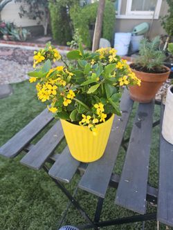 Florist Kalanchoe In A Yellow Ceramic Vase