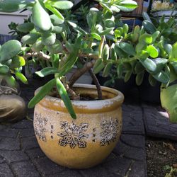 Lucky Jade Plants 