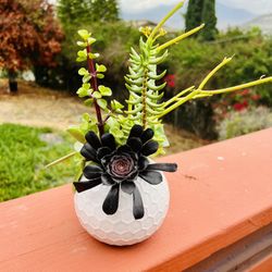 Succulent arrangement