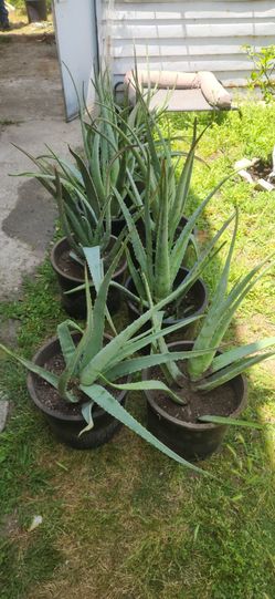 Savila /Aloe vera