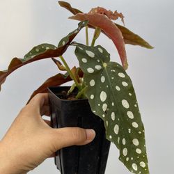 Maculata Begonia Plant Include Heat Pack 