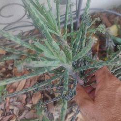 Succulent Cuttings It's Such A Rare Plant